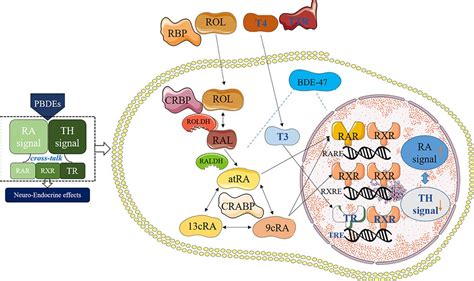 Inhibitors Signaling Pathway Boc Sciences