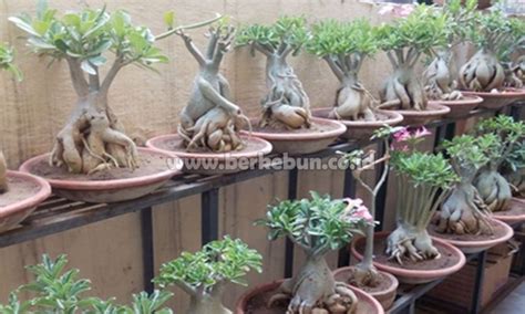 Bonsai Kamboja : Cara Menanam, Cara Menjaga Dan Berbunga Lebat