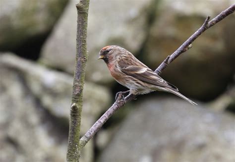 Lesser Redpoll By David Bradshaw Birdguides