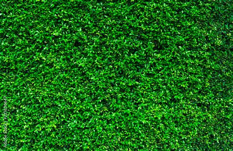 Natural Green Leaves Background Nature Wallpaper Eco Wall Summer