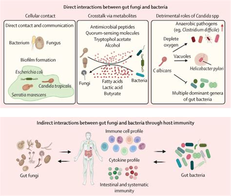 The Gut Mycobiome In Health Disease And Clinical Applications In