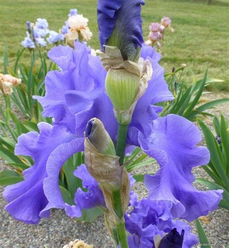 Photo Bearded Iris Yaquina Blue Flowers 4 Garden