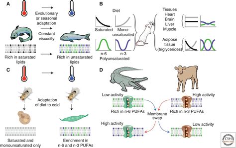 Beyond Fluidity The Role Of Lipid Unsaturation In Membrane Function