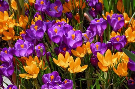 Crocus Bulbs | Item # 5021 Crocreation | For Sale - Colorblends®