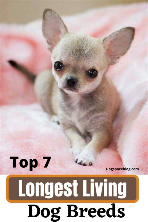 Top 7 Longest Living Dog Breeds – Which Dogs Live the Longest? | DogSpaceBlog | Dog breeds, Dog ...