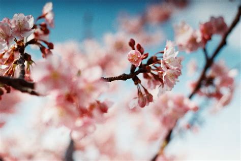 Fondos De Pantalla Rosado Rama Primavera Flor De Cerezo Ramita