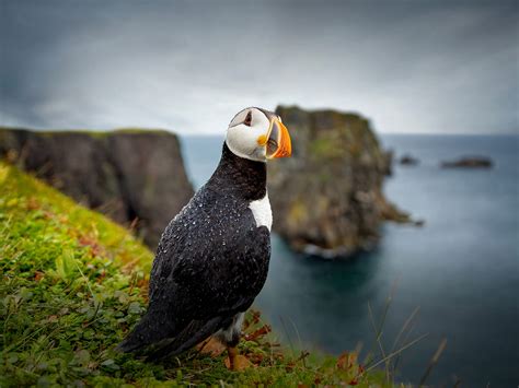 Traveller's Guide - Newfoundland and Labrador, Canada