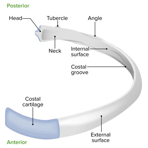 Chest Wall Anatomy Concise Medical Knowledge