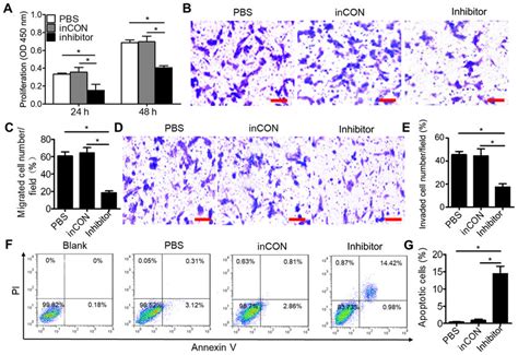 Downregulated Mir 106a 5p Inhibits The Proliferation Migration And