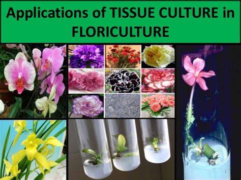 Application Of Plant Tissue Culture In Floriculture