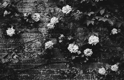 HD wallpaper: Black and white roses, grayscale photography of roses on ...