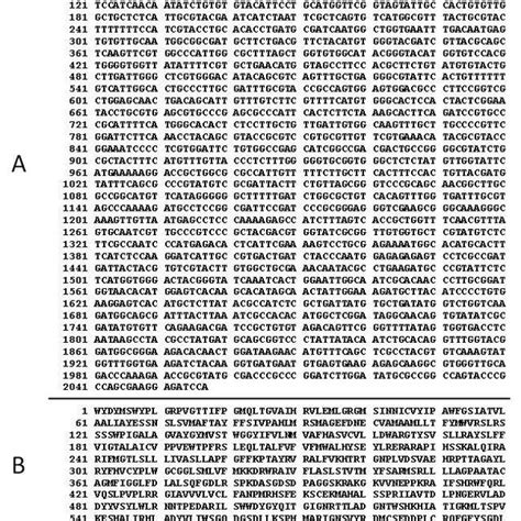 Partial Nucleotide A And Deduced Amino Acid A Sequence Of