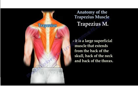 Anatomy Of Trapezius