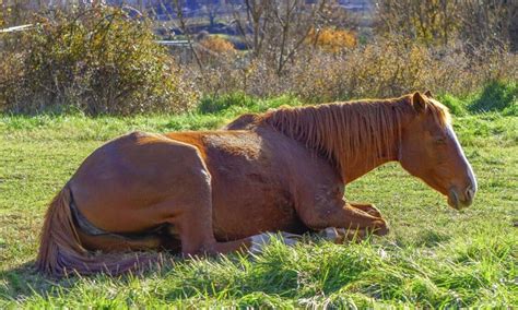 Como O Cavalo Dorme - Por que os cavalos dormem em pé? – Zona Curiosa