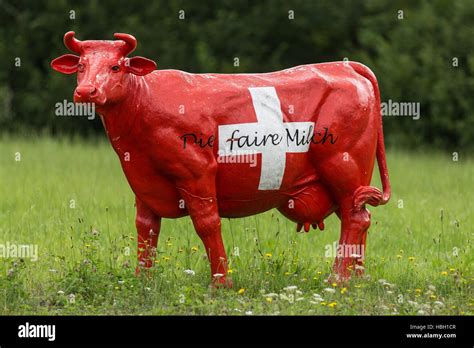 Red dairy cow with Swiss cross Stock Photo - Alamy