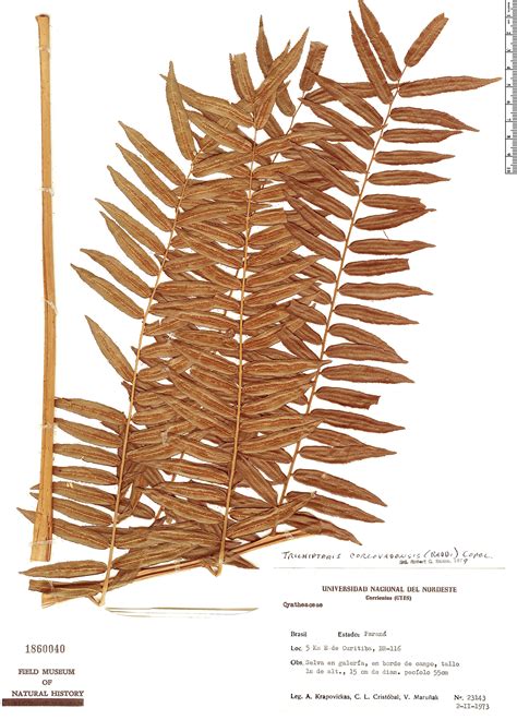 Cyathea Corcovadensis Rapid Reference The Field Museum