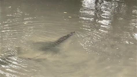 Saltwater Crocodile In Mud Water In Sungei Buloh Wetland Reserve