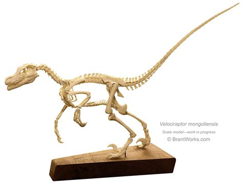 BrantWorks: Velociraptor Skeleton