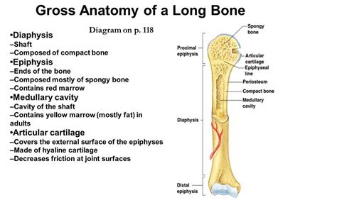 Long Bone Examples Anatomy