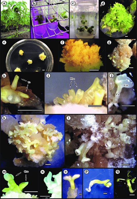 Somatic Embryogenesis From Axenic Leaf Explants Of In Vitro Shoots Of