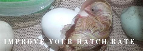 27 Clever Chicken Egg Incubation Tips For A Successful Hatch