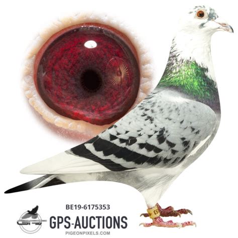 6 Belgium Top Pigeons GPS Auctions