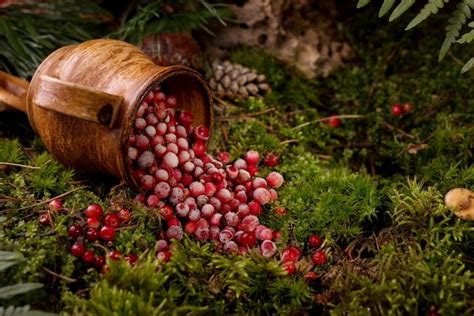 Premium Photo Red Berries Of Ripe Cranberries In A Clay Pot On A Moss