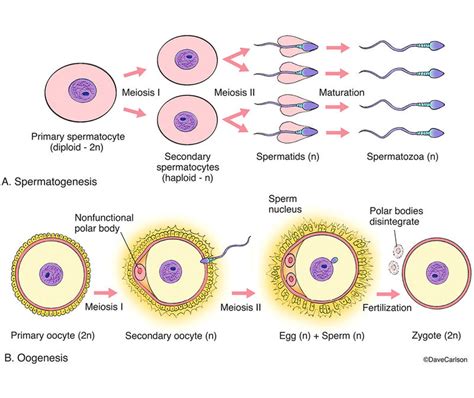 Process Of Spermatogenesis With Diagram Spermatogenesis Stag