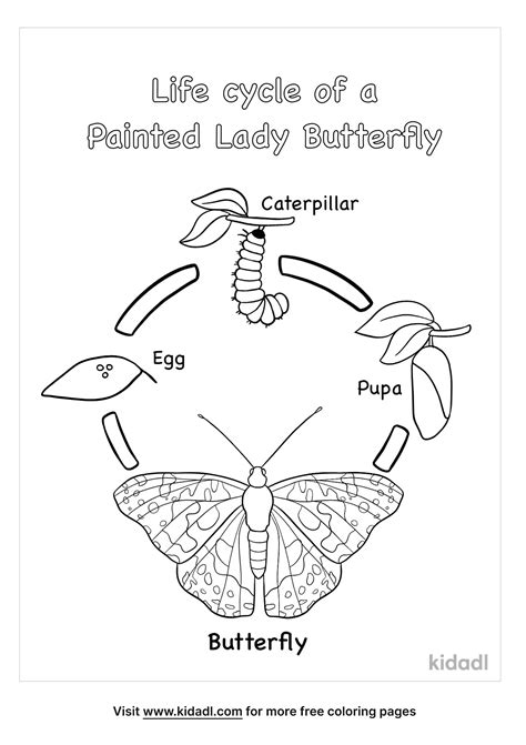 Butterfly Life Cycle Coloring Pages For Kids