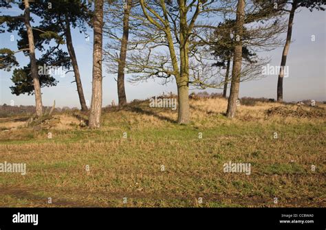 Tumulus prehistoric barrow Foxhall, Suffolk, England Stock Photo - Alamy