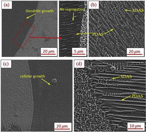 Metal Dendrite