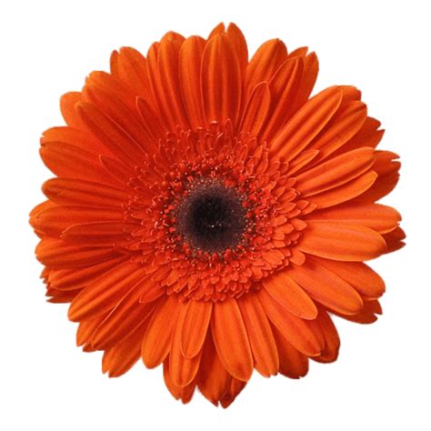 Gerbera Naranja Png Transparente Stickpng