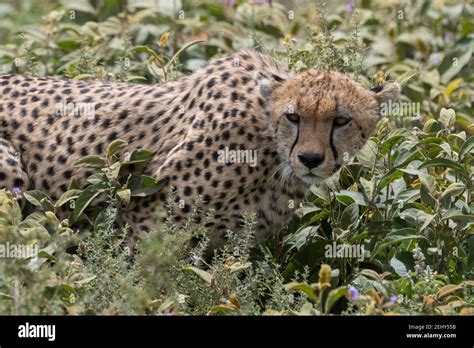 Cheetah Acinonyx Jubatus Ndutu Ngorongoro Conservation Area