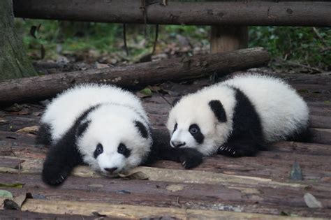 Xiongmao 熊猫 Panda Flora Fauna Tionghoa org Info Budaya Dan