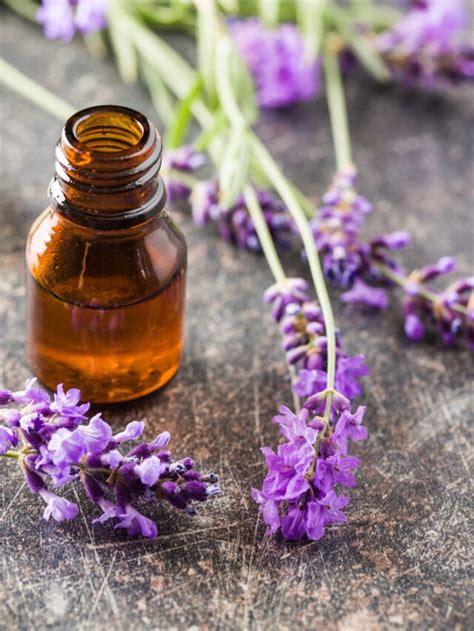 O Poder Do Leo Essencial De Lavanda Leos S O Essenciais