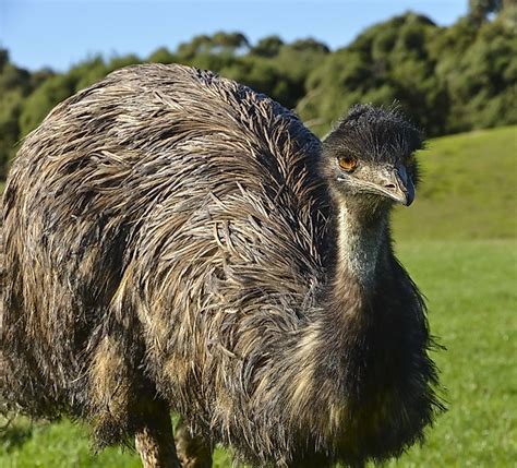 Flightless Birds From Around The World