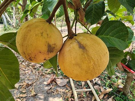 El Rbol Koetjape Sandoricum Es Uno Grande Su Piel Es Dorada Madura