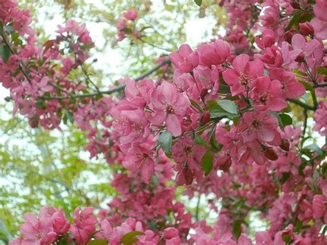 Best Flowering Shade Trees - PlantingTree