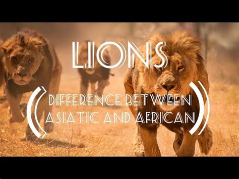 A Small Science About Lions Difference Between African And Asiatic