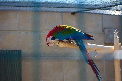 Scarlet Macaw parrot stock photo. Image of africa, chin - 168465118