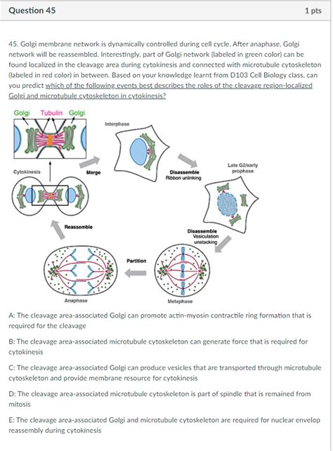 Solved Question Pts Golgi Membrane Network Is Chegg