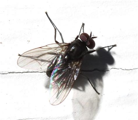 fly 1 - BugGuide.Net