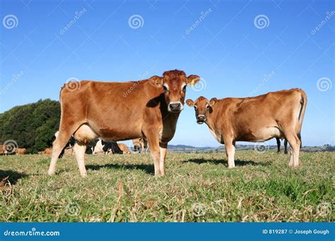 Jersey Cows in Farm Field stock image. Image of gaze, jersey - 819287