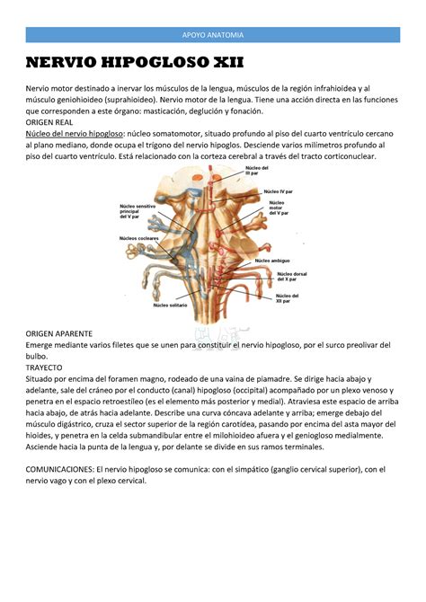 Nervio Hipogloso XII APOYO ANATOMIA NERVIO HIPOGLOSO XII Nervio Motor