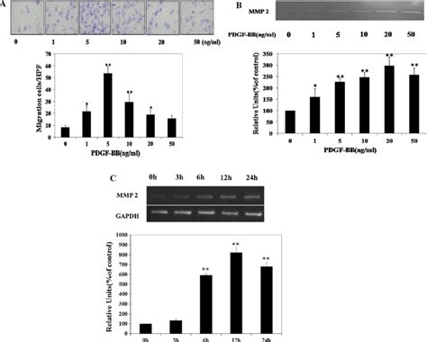 Pdgf Bb Induced Vsmc Migration And Induction Of Mmp Expression A