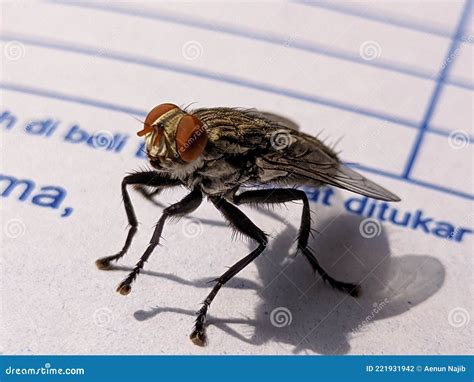 Meat Flies Stock Photo Image Of Type Larvae Genus 221931942