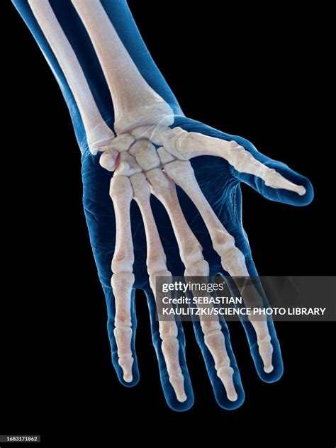 bones   hand illustration high res vector graphic getty images