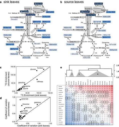 Differential Carbon Utilization Of C Sucrose By Sink And Source Leaf