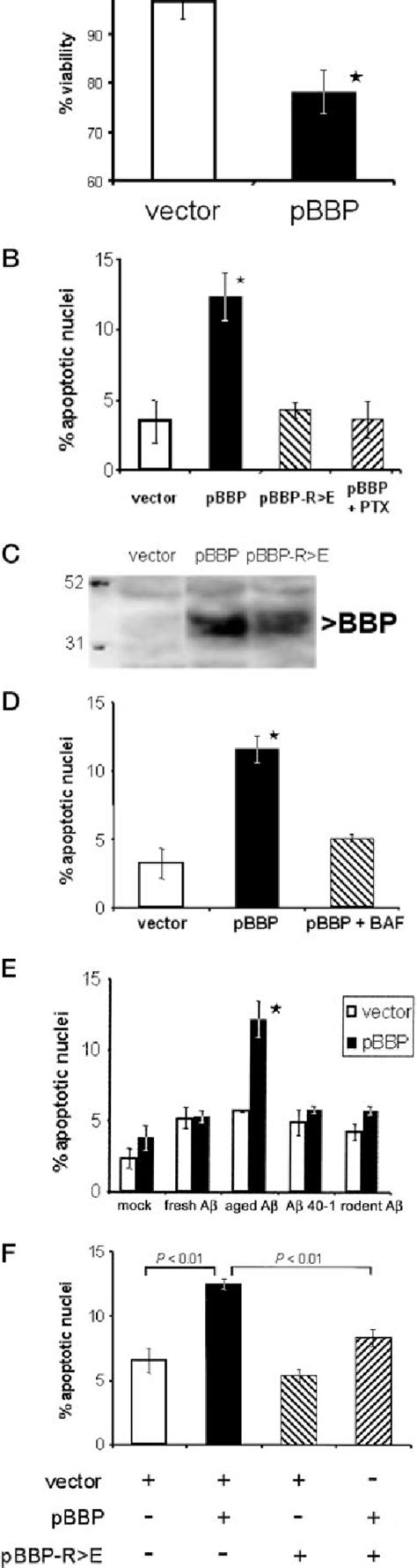 Figure 5 From β Amyloid Peptide Induced Apoptosis Regulated By A Novel