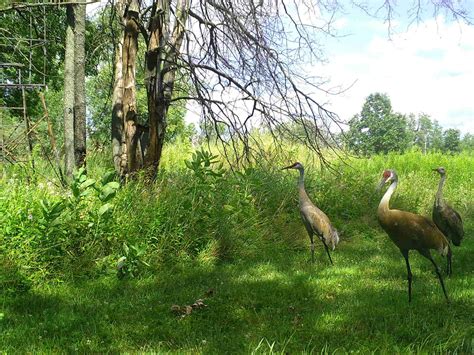 Sandhill Crane Nesting At Goose Pond And Wildland Southern